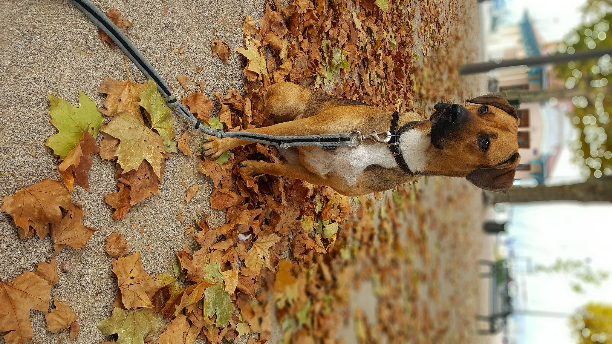 Clover participe au concours pour gagner de l'argent avec cette photo : fawn, perching_bird, plant