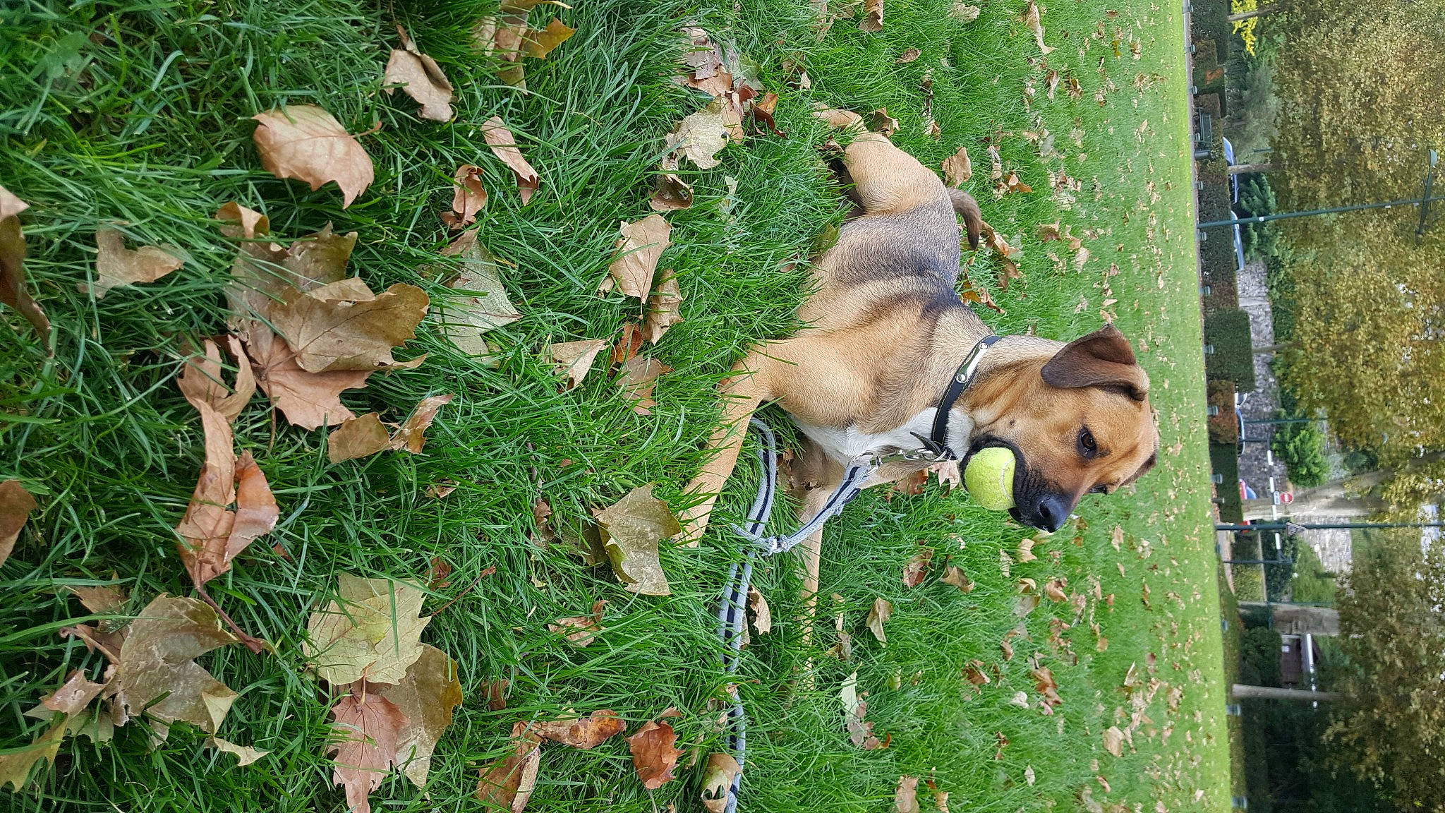 Clover participe au concours pour gagner de l'argent avec cette photo : canidae, carnivore, dog, dog_breed, fawn, grass, plant