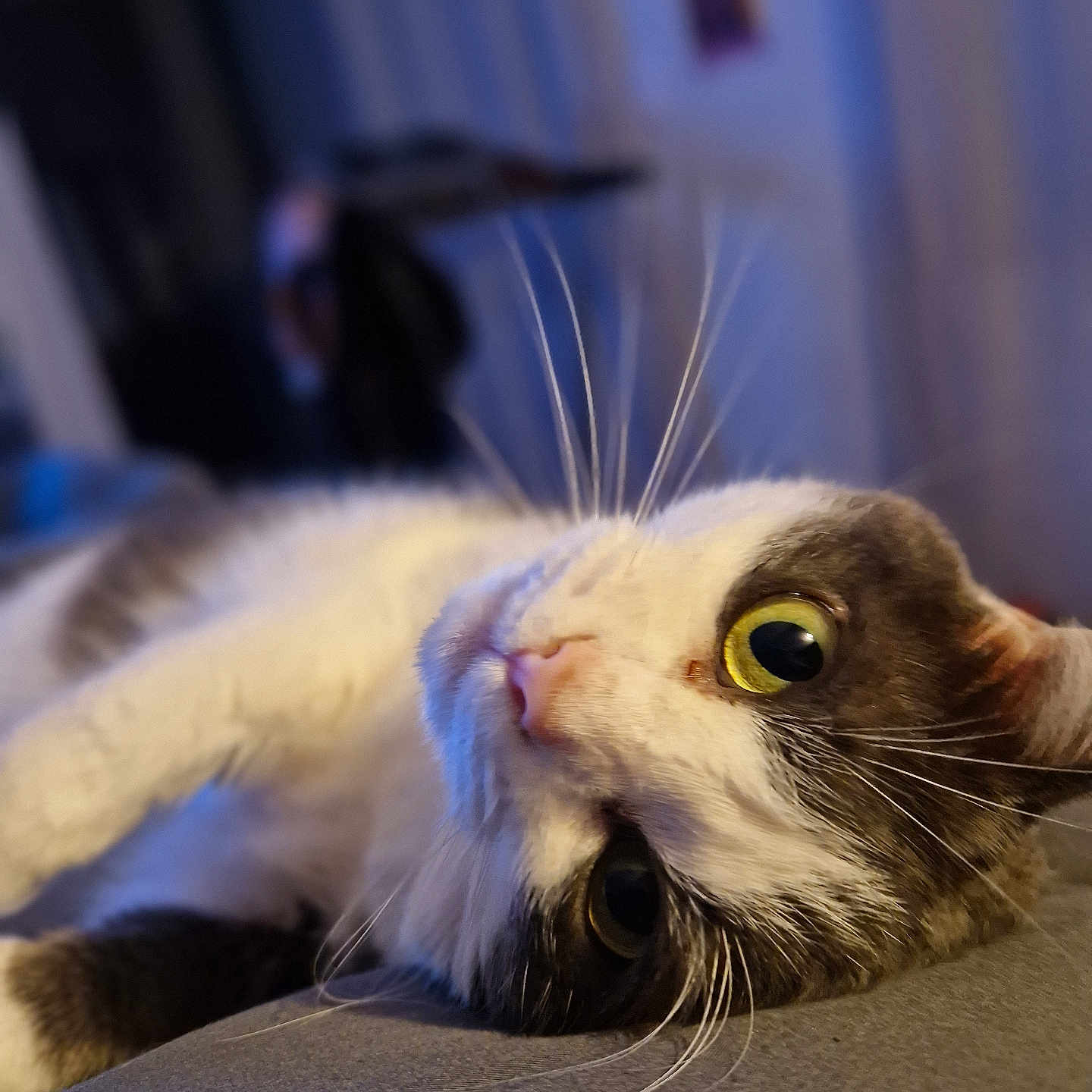 Peluche a rejoint le concours — aidez-le/la à gagner de superbes lots ! abyssinian, animal, armchair, cat, chair, couch, furniture, hardwood, kitten, manx, pet, siamese, wood