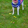 Gracie joined the competition — help win amazing prizes! american_flag, animal, apparel, blue_eyes, canine, collar, cute, dog, grass, greenery, happy, nature, outdoor, pet, playful, shirt, smiling, summer, tongue_out, white_dog