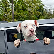 Gracie joined the competition — help win amazing prizes! animal, blue_eyes, canine, car, car_window, close_up, cloudy_sky, curious, dog, greenery, nature, outdoor, parked_car, paws, pet, portrait, reflection, trees, vehicle, white_dog