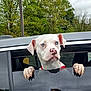 animal, blue_eyes, canine, car, car_window, close_up, cloudy_sky, curious, dog, greenery, nature, outdoor, parked_car, paws, pet, portrait, reflection, trees, vehicle, white_dog