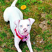 Gracie is registered to the contest to win money with this photo: alert, animal, blue_eyes, canine, cute, dog, front_view, grass, harness, nature, orange_toy, outdoor, pet, pink_bow, pink_nose, playful, summer, toy, white_dog, young_dog