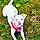 Gracie