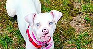 Gracie is registered to the contest to win money with this photo: alert, animal, blue_eyes, canine, cute, dog, front_view, grass, harness, nature, orange_toy, outdoor, pet, pink_bow, pink_nose, playful, summer, toy, white_dog, young_dog