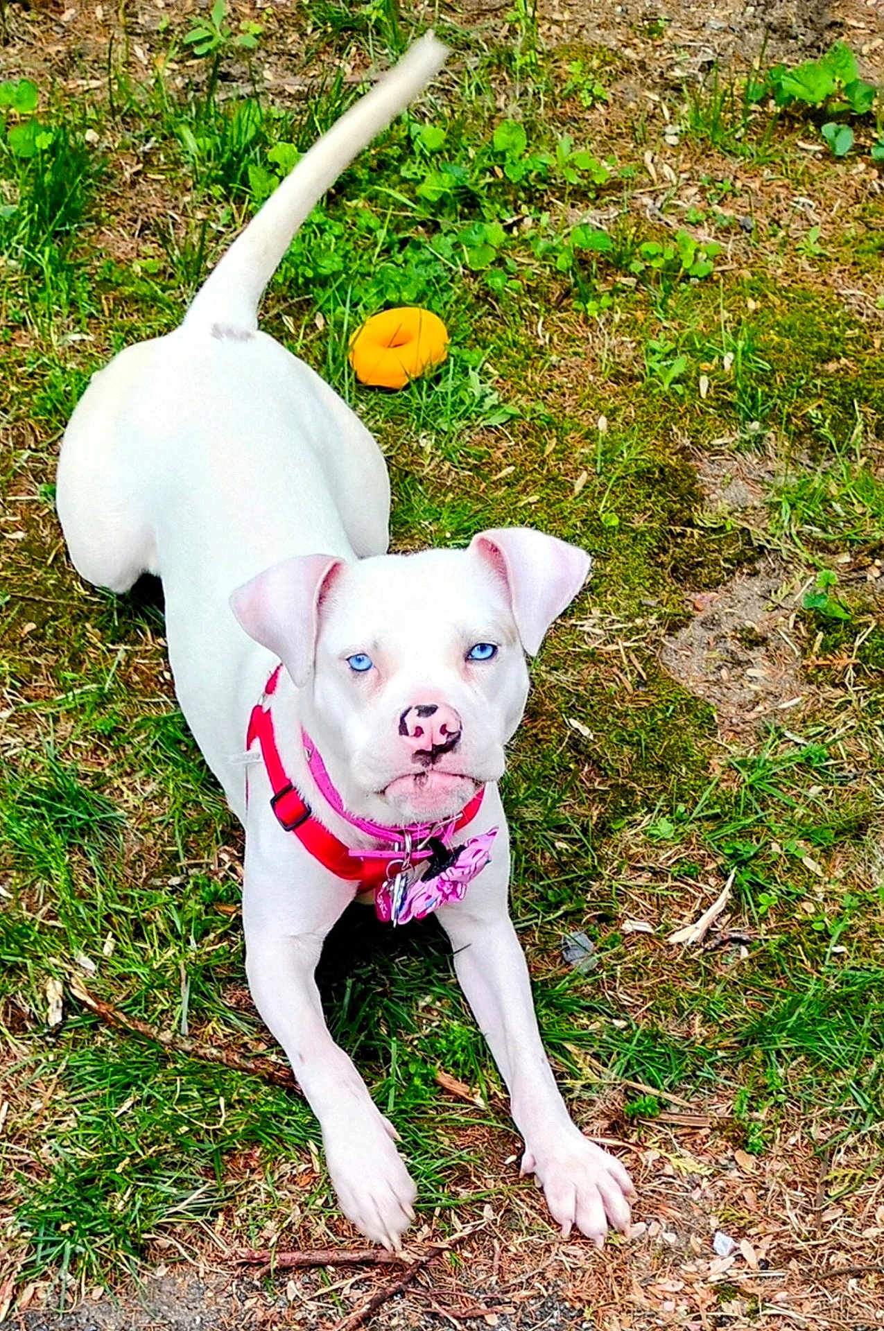 Gracie
