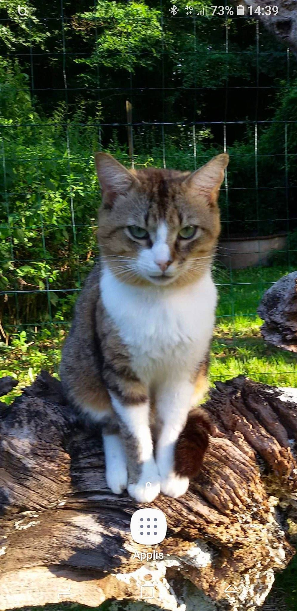 Chachat participe au concours pour gagner de l'argent avec cette photo : aegean_cat, american_wirehair, asian, carnivore, cat, domestic_short_haired_cat, european_shorthair, fawn, felidae, mammal, small_to_medium_sized_cats, vertebrate, whiskers