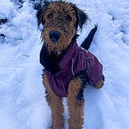 Alfy a rejoint le concours — aidez-le/la à gagner de superbes lots ! dog, snow, wet_fur, maroon_jacket, outdoor, pet, canine, winter, cold, fur, animal, playful, alert, standing, nature, winter_clothing, portrait, cute, fur_texture, outdoors