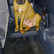Roxie is registered to the contest to win money with this photo: dog, brown_dog, sitting, vehicle_interior, seat, dark, flash_reflection, glowing_eyes, bottle, floor, carpet, plastic, indoor, pet, animal, canine, small_seat, close_up, night, blurry