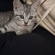 Princesse a rejoint le concours — aidez-le/la à gagner de superbes lots ! kitten, cat, tabby, kitten_face, tongue_out, whiskers, ears, eyes, hoodie, drawstring, clothing, fabric, lap, cozy, indoor, pet, closeup, portrait, playful, gray_fur