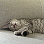 cat, kitten, sleeping, couch, sofa, pet, fur, paw, nose, whiskers, cute, cozy, relaxed, indoor, domestic, portrait, close_up, bokeh, striped, upholstery