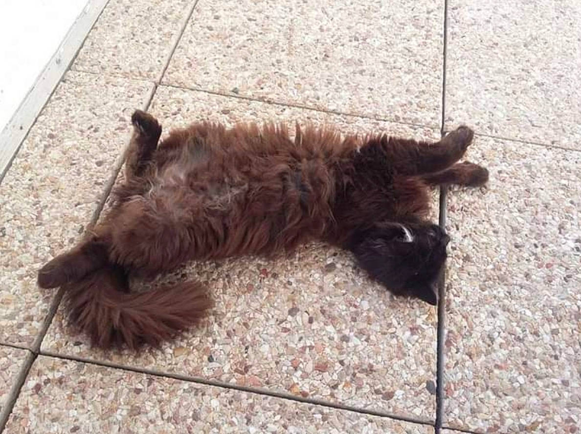 Niro a rejoint le concours — aidez-le/la à gagner de superbes lots ! carnivore, cat, claw, dog_breed, domestic_short_haired_cat, felidae, flooring, fur, liver, mustelidae, paw, road_surface, shadow, small_to_medium_sized_cats, soil, sporting_group, tail, terrestrial_animal, whiskers, wood