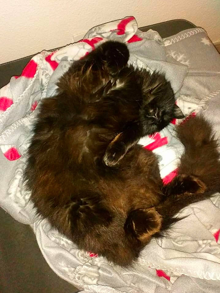 Niro participe au concours pour gagner de l'argent avec cette photo : black_cat, canidae, carnivore, cat, cat_supply, claw, comfort, companion_dog, dog_breed, fawn, felidae, fur, liver, nap, paw, pet_supply, small_to_medium_sized_cats, sporting_group, tail, whiskers