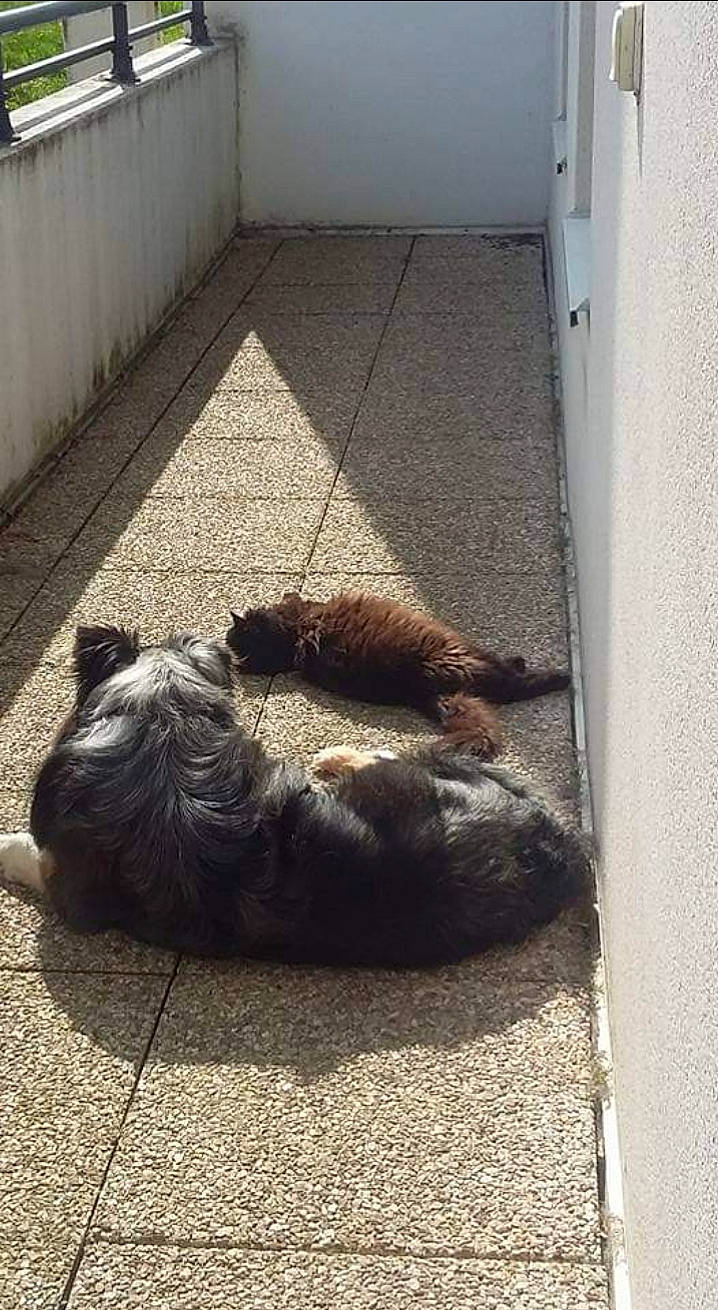 Niro participe au concours pour gagner de l'argent avec cette photo : canidae, carnivore, claw, companion_dog, dog, dog_breed, fawn, felidae, flooring, fur, liver, road_surface, small_to_medium_sized_cats, sporting_group, street_dog, tail, terrestrial_animal, terrier, whiskers, wood