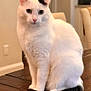 Pickles is registered to the contest to win money with this photo: animal, black_patch, black_tail, cat, close_up, cozy, curious, domestic_cat, feline, fur, home, indoor, looking_at_camera, pet, portrait, sitting, soft_lighting, table, white_cat, wooden_table