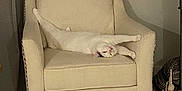 Pickles joined the competition — help win amazing prizes! animal, armchair, beige, cat, comfortable, cozy, curtain, cushion, decor, floor, furniture, home, indoor, legs, pet, relaxed, resting, stretching, white_cat, wooden_floor