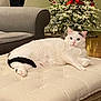 Pickles joined the competition — help win amazing prizes! animal, black_markings, cat, christmas_tree, cozy, cushion, cute, decorations, floor, furniture, holiday_decor, home, indoor, lights, living_room, ottoman, pet, relaxed, resting, white_cat