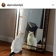 Pickles joined the competition — help win amazing prizes! animal, cat, companion, cozy, curious, domestic, feline, flooring, household, indoor, interior, looking, mirror, ornate_mirror, pet, quiet, reflection, sitting, white_cat, wooden_floor