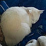 Corona joined the competition — help win amazing prizes! animal, blanket, blue_blanket, cat, closeup, comfort, cozy, curled_up, domestic_cat, fluffy, fur, indoor, peaceful, pet, quiet, relaxation, resting, sleeping, soft_fabric, white_cat