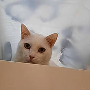 Corona is registered to the contest to win money with this photo: animal, cat, close_up, curious, cute, domestic_animal, ears, eyes, face, feline, indoor, looking, mammal, peek, pet, portrait, soft_background, whiskers, white_cat