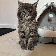 Alpine participe au concours pour gagner de l'argent avec cette photo : animal, cat, curious, cute, domestic, feline, floor, fur, gray_fur, indoor, kitten, pet_bed, pom_pom, sitting, small, soft, tabby, whiskers, wide_eyes, young