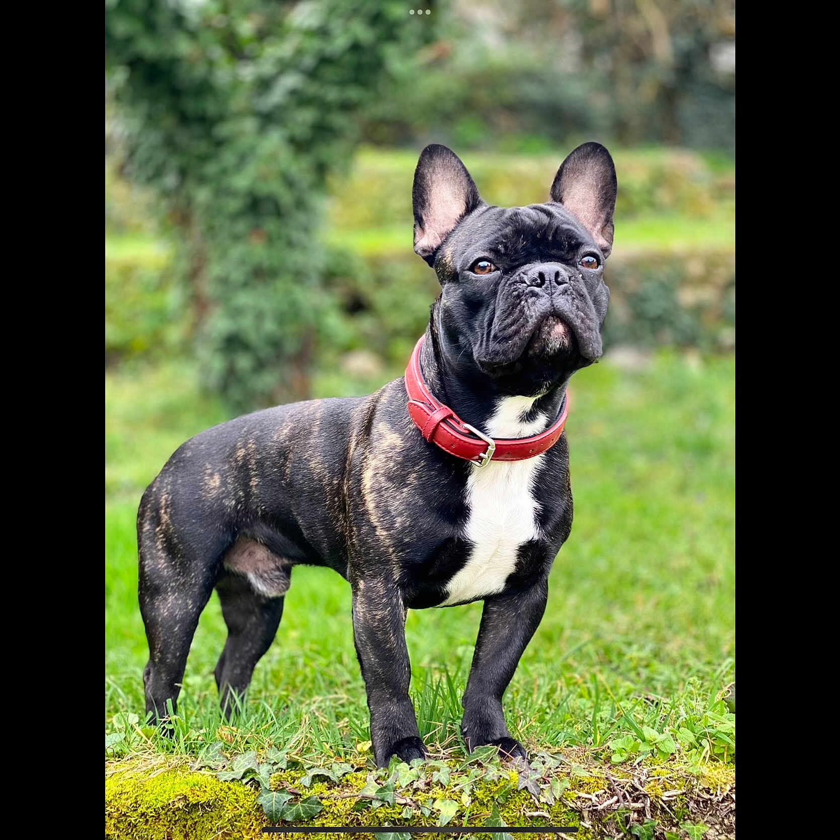 Gizmo participe au concours pour gagner de l'argent avec cette photo : animal, bostonbull, boxer, bulldog, canine, dog, frenchbulldog, pet, pitbull, puppy, snout