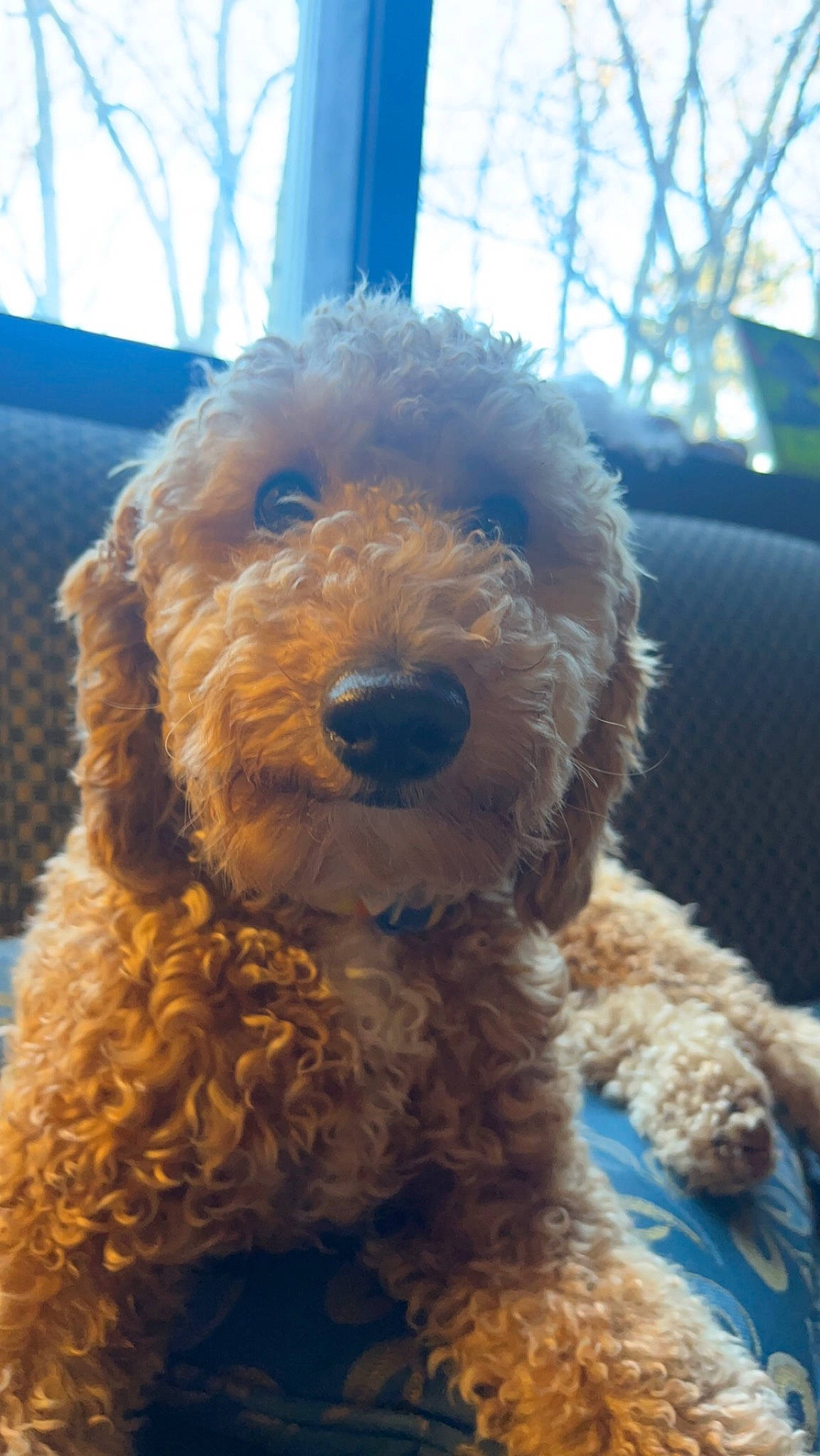 Boom is registered to the contest to win money with this photo: canidae, carnivore, companion_dog, dog, dog_breed, dog_collar, event, fur, giant_dog_breed, labradoodle, maltepoo, non_sporting_group, poodle, small_terrier, snout, sporting_group, terrier, toy_dog, water_dog, working_animal