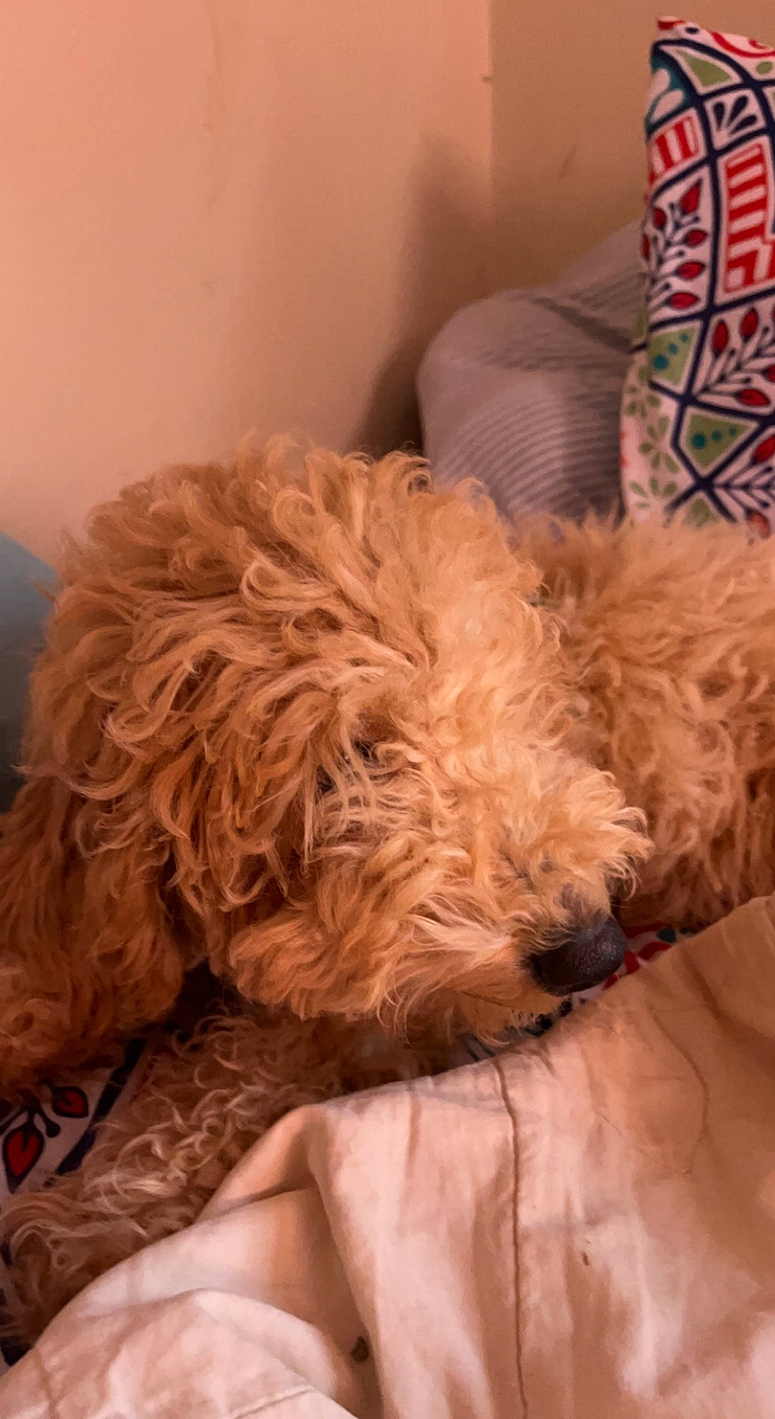 Boom joined the competition — help win amazing prizes! canidae, carnivore, comfort, companion_dog, dog, dog_breed, dog_supply, duvet, fawn, fur, labradoodle, liver, nap, poodle, snout, sporting_group, terrier, toy_dog, water_dog, working_animal