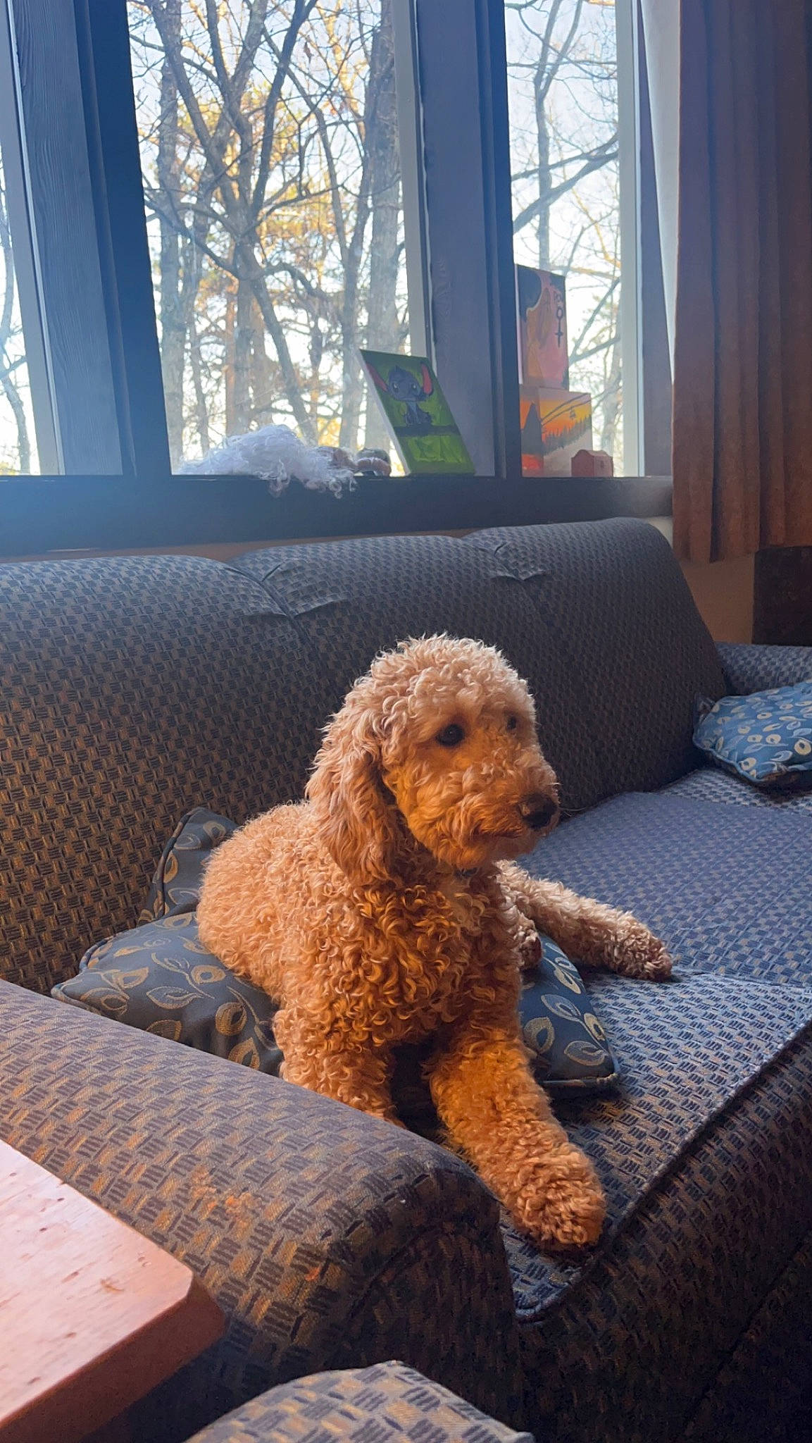 Boom is registered to the contest to win money with this photo: canidae, carnivore, chair, comfort, companion_dog, couch, dog, dog_breed, fawn, flooring, poodle, room, sporting_group, toy, toy_dog, water_dog, window, window_blind, wood, working_animal