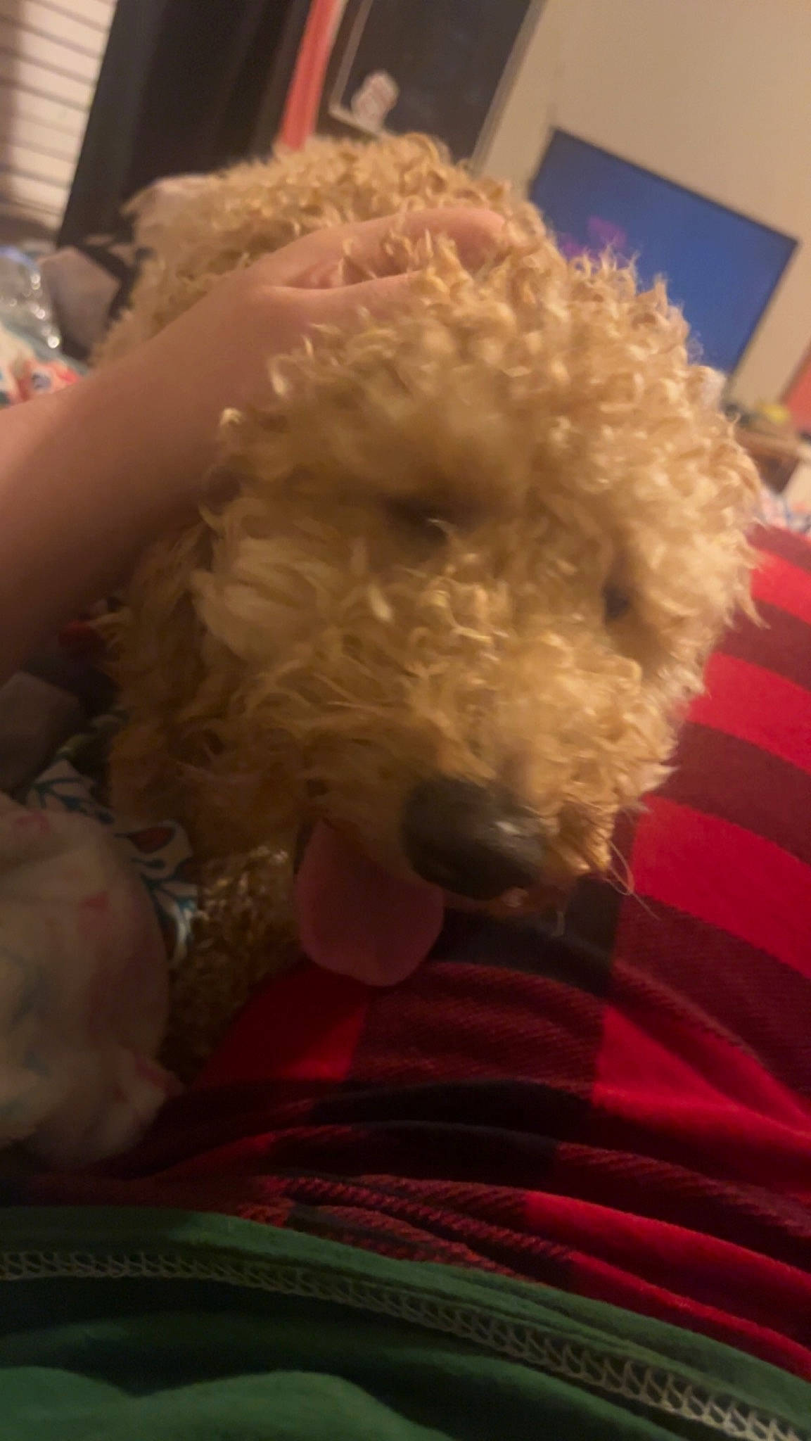 Boom is registered to the contest to win money with this photo: carmine, companion_dog, event, fur, linens, room