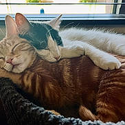 Pretty And Jaime joined the competition — help win amazing prizes! cat, cats, sleeping, cuddle, cozy, basket, window, feline, pet, animal, tabby, white_cat, black_and_white, nap, fur, cute, relaxation, indoors, companion, friendship