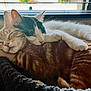 cat, cats, sleeping, cuddle, cozy, basket, window, feline, pet, animal, tabby, white_cat, black_and_white, nap, fur, cute, relaxation, indoors, companion, friendship