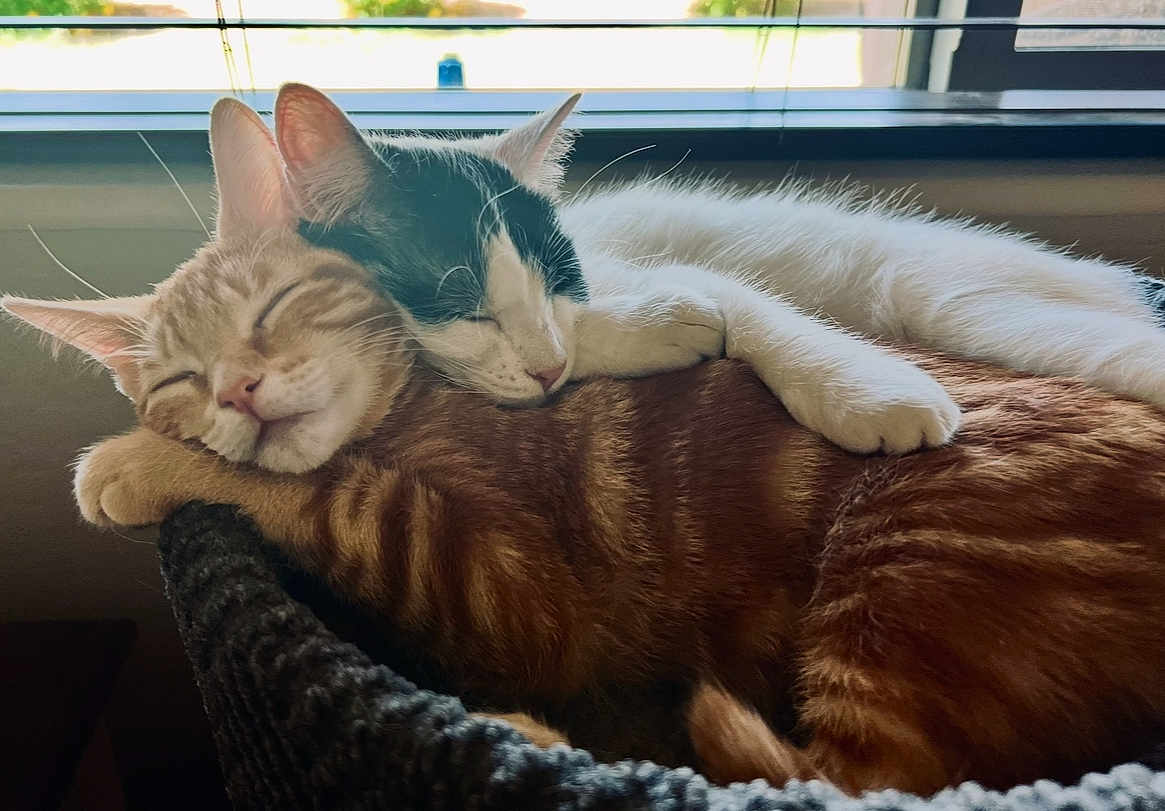 Pretty And Jaime joined the competition — help win amazing prizes! cat, cats, sleeping, cuddle, cozy, basket, window, feline, pet, animal, tabby, white_cat, black_and_white, nap, fur, cute, relaxation, indoors, companion, friendship