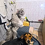 Viky participe au concours pour gagner de l'argent avec cette photo : animal, cat, chair, companion, cozy, cute, dog, domestic_animal, fur, furniture, household, indoor, long_fur_cat, lying_down, pet, relaxed, sitting, small_dog, tile_wall, towel