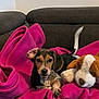 Viky a rejoint le concours — aidez-le/la à gagner de superbes lots ! animal, blanket, comfort, couch, cozy, cute, dog, ear, fur, home, indoor, paw, pet, pink, plush_toy, puppy, relaxed, resting, stuffed_animal, tail