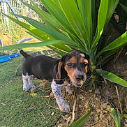 Viky a rejoint le concours — aidez-le/la à gagner de superbes lots ! canine, daylight, dirt, dog, fence, garden, grass, greenery, ground, leaf, nature, outdoor, pet, plant, playful, puppy, small_dog, sniffing, sunlight, young_dog