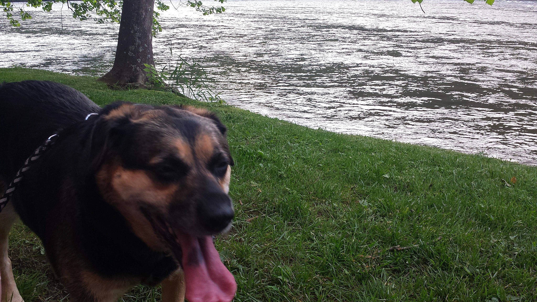 Abby is registered to the contest to win money with this photo: carnivore, companion_dog, dog, dog_breed, fawn, grass, guard_dog, hunting_dog, lake, landscape, plant, sporting_group, terrestrial_animal, tree, trunk, water, working_animal, working_dog