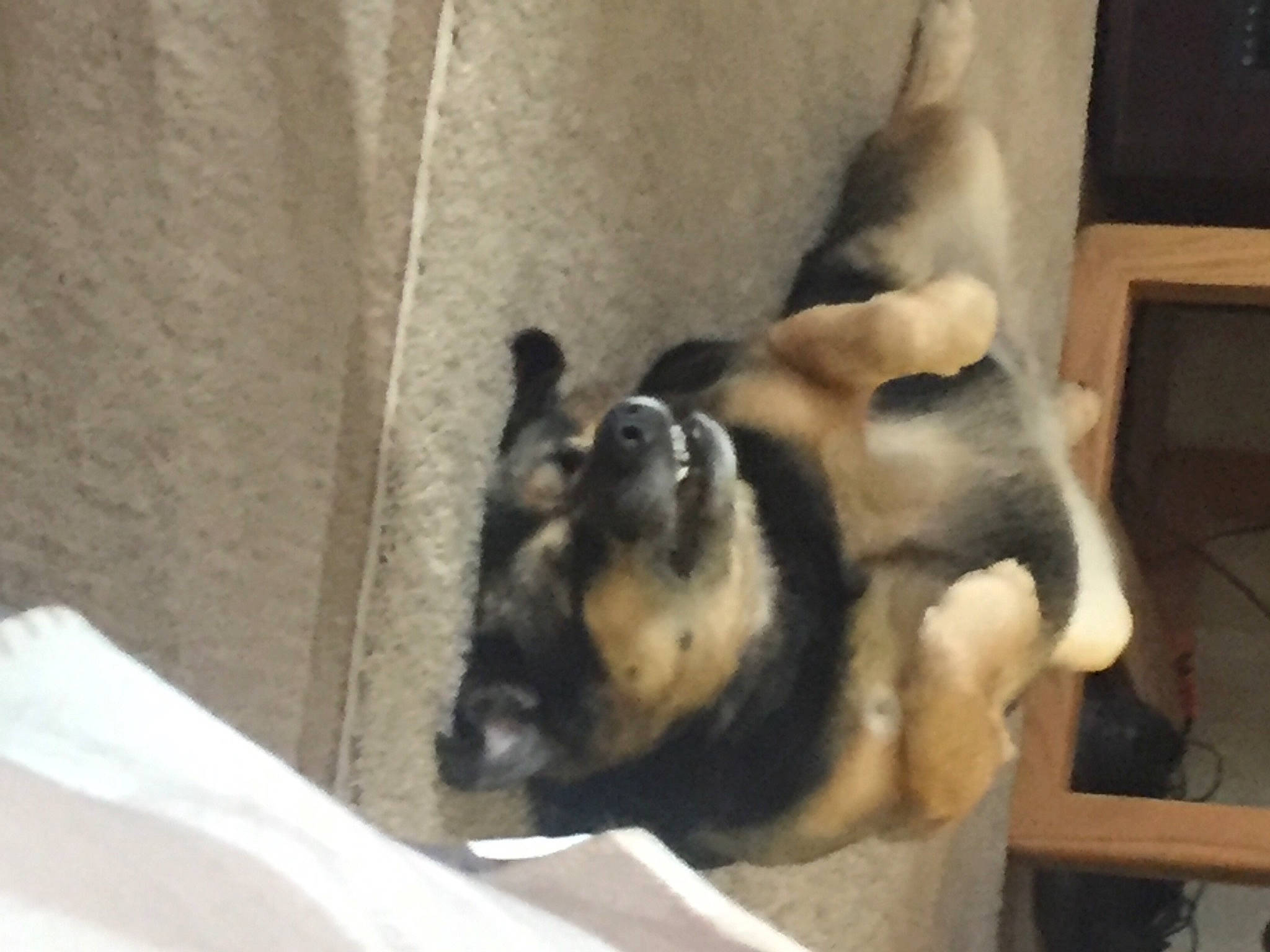 Abby is registered to the contest to win money with this photo: canidae, carnivore, comfort, companion_dog, dog, dog_breed, fawn, felidae, fur, guard_dog, non_sporting_group, paw, sporting_group, tail, terrestrial_animal, wood, working_animal, working_dog