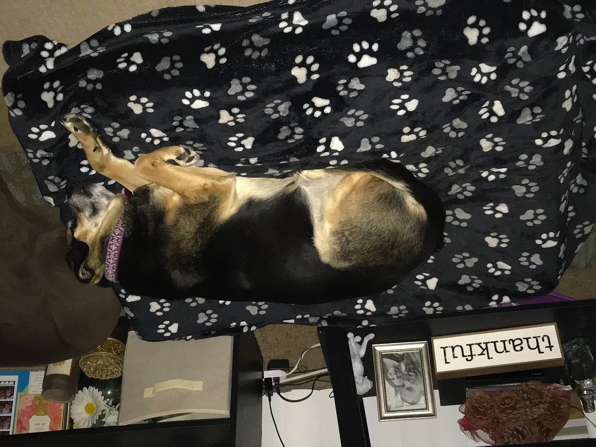 Abby is registered to the contest to win money with this photo: carnivore, companion_dog, dog_breed, eyewear, fashion_accessory, fawn, foot, fur, human_leg, linens, mammal, pattern, room, sleeve, sporting_group, sportswear, tail, textile, thigh, vertebrate