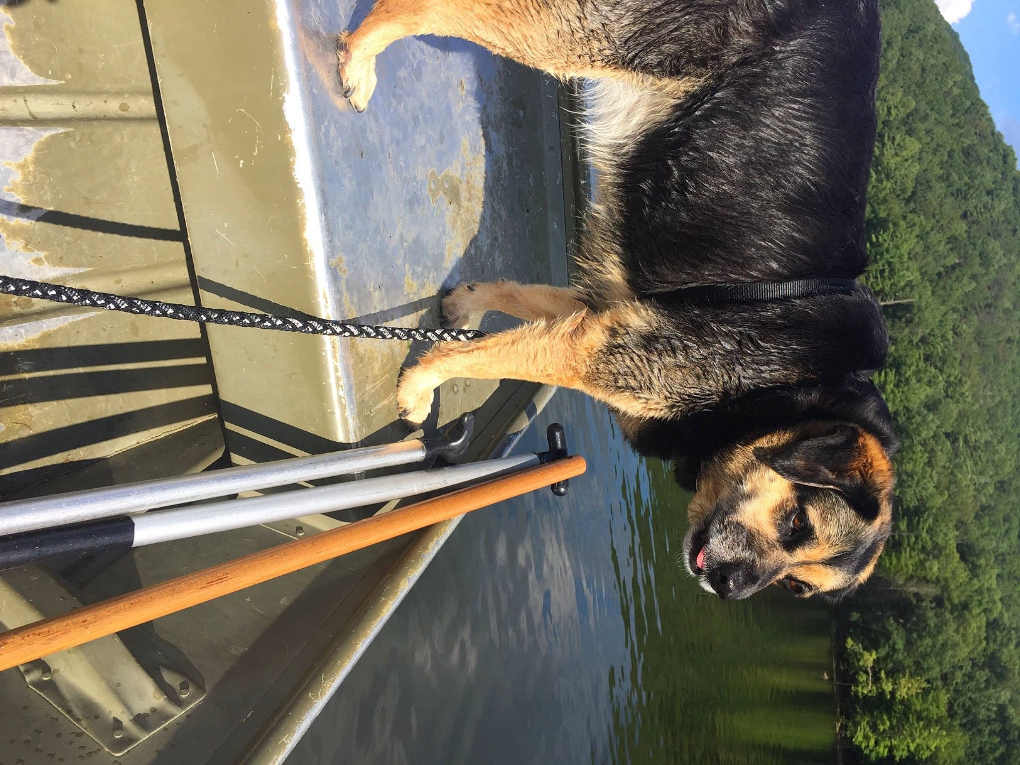 Abby joined the competition — help win amazing prizes! automotive_exterior, canidae, carnivore, dog, dog_breed, fawn, fur, hood, plant, snout, sporting_group, tail, tree, vehicle_door, water, window, windscreen_wiper, windshield, wood, working_animal