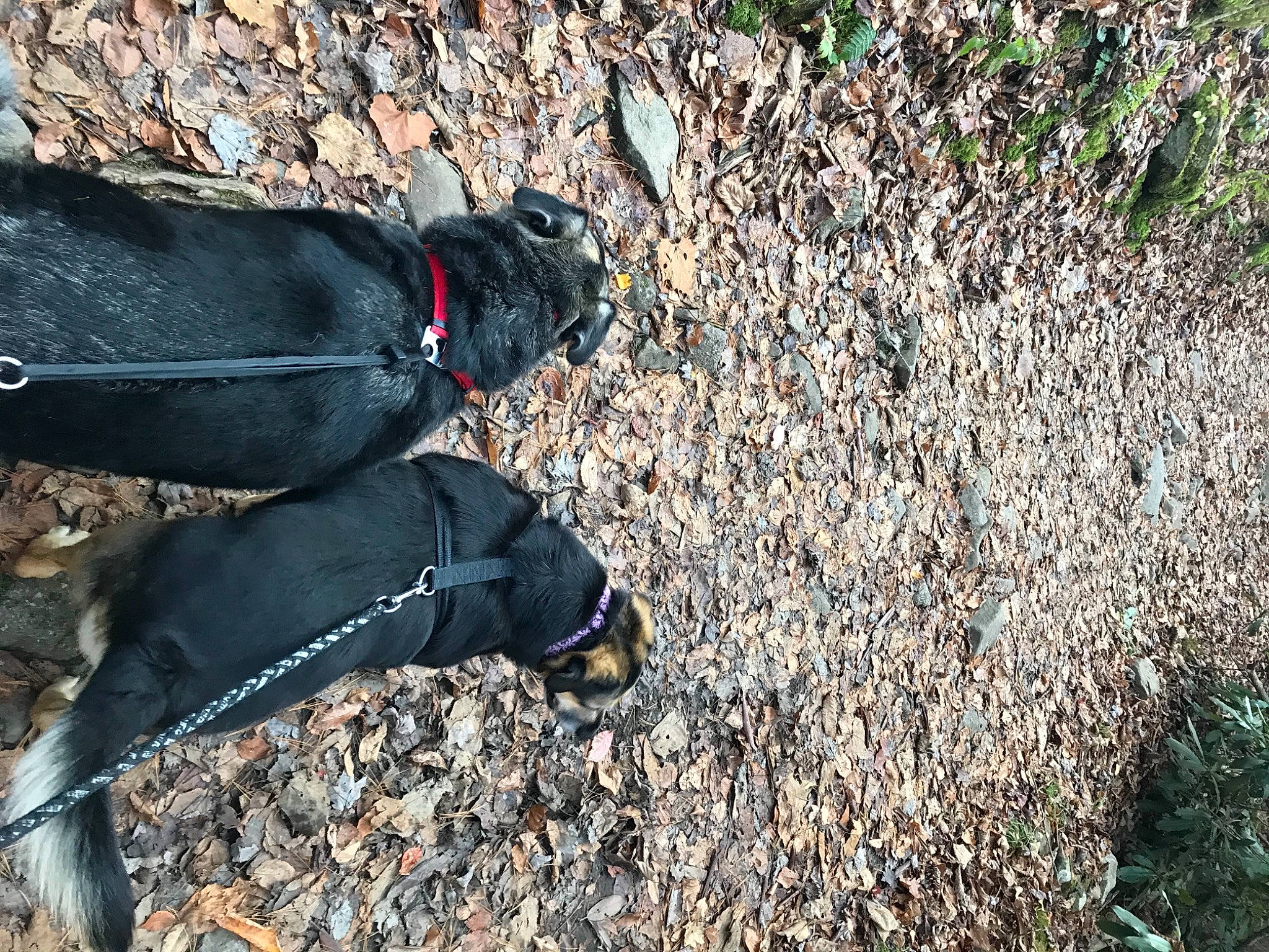 Abby N Hans is registered to the contest to win money with this photo: asphalt, carnivore, denim, dog, dog_breed, dog_collar, electric_blue, foot, glove, grass, groundcover, human_leg, outdoor_shoe, people_in_nature, personal_protective_equipment, road_surface, soil, thigh, tree, wood