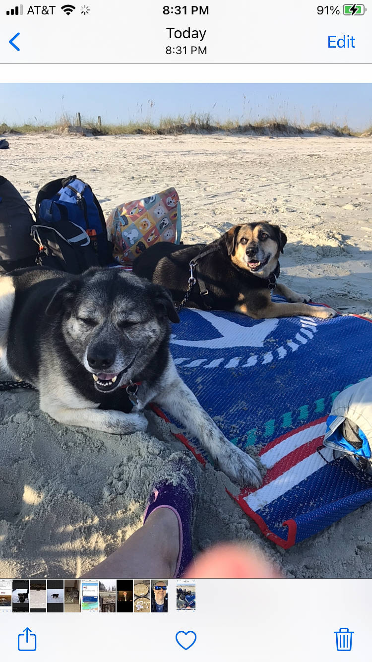 Abby N Hans joined the competition — help win amazing prizes! beach, carnivore, collar, companion_dog, dog, dog_breed, dog_collar, dog_supply, leisure, photo_caption, recreation, sporting_group, travel, working_animal, working_dog