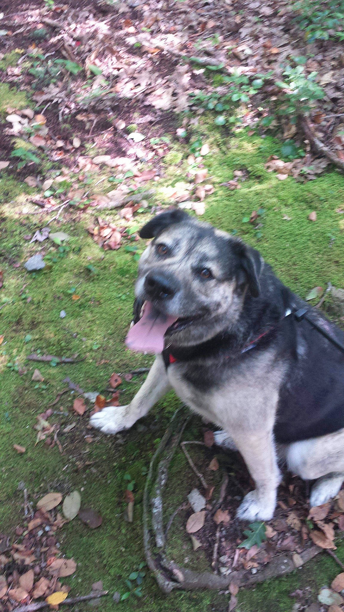 Hans joined the competition — help win amazing prizes! adventure, canidae, carnivore, companion_dog, dog, dog_breed, garden, grass, groundcover, hunting_dog, plant, snout, soil, sporting_group, tail, tree, working_animal, working_dog