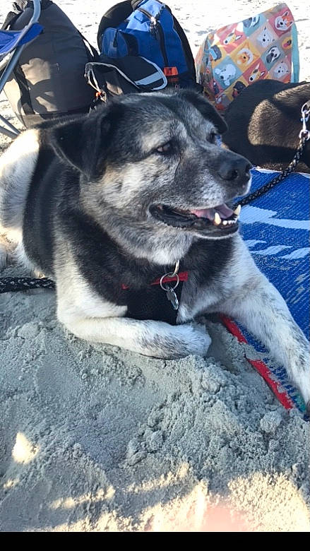 Hans is registered to the contest to win money with this photo: australian_cattle_dog, canidae, carnivore, collar, companion_dog, dog, dog_breed, dog_collar, fawn, fur, grey, guard_dog, leash, snout, sporting_group, street_dog, tree, whiskers, working_animal, working_dog