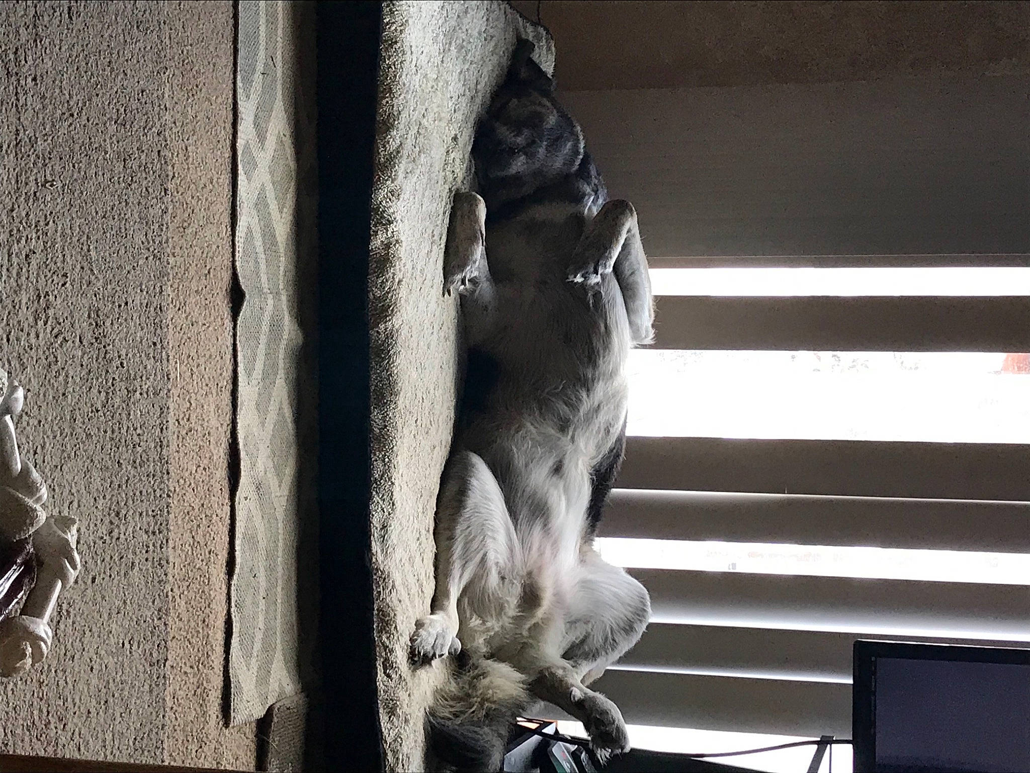 Hans joined the competition — help win amazing prizes! art, artifact, fur, grey, macaque, monochrome, monochrome_photography, plant, recreation, sculpture, shadow, small_to_medium_sized_cats, snout, still_life_photography, tail, tree, trunk, water, wildlife, wood