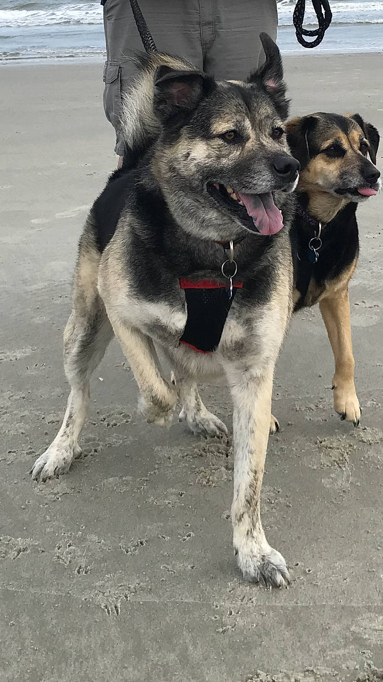 Hans joined the competition — help win amazing prizes! ancient_dog_breeds, canidae, carnivore, collar, companion_dog, dog, dog_breed, dog_collar, dog_supply, fawn, foot, fur, leash, paw, pet_supply, snout, sporting_group, street_dog, working_animal, working_dog