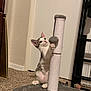 Ms. Kitty is registered to the contest to win money with this photo: animal, ball, carpet, cat, curious, ears, floor, furniture, gray, home, indoor, kitten, paw, pet, playful, scratching_post, striped, toy, white, young_cat