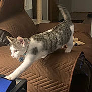 Ms. Kitty joined the competition — help win amazing prizes! animal, cat, collar, couch, curiosity, curious, domestic_cat, feline, furniture, home, indoor, living_room, paw, pet, quilted_cover, scratching_post, stretching, tabby, table, white_fur