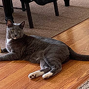 Convict is registered to the contest to win money with this photo: animal, carpet, cat, chair_legs, curious, domestic_cat, feline, floor, fur, gray_cat, green_eyes, home, indoor, lying_down, pet, relaxed, tail, whiskers, white_paws, wooden_floor