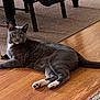 animal, carpet, cat, chair_legs, curious, domestic_cat, feline, floor, fur, gray_cat, green_eyes, home, indoor, lying_down, pet, relaxed, tail, whiskers, white_paws, wooden_floor